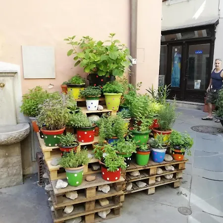 Arbutus * Izola